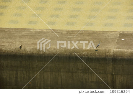 Gray heron at Takisato Dam energy reduction works 109816294