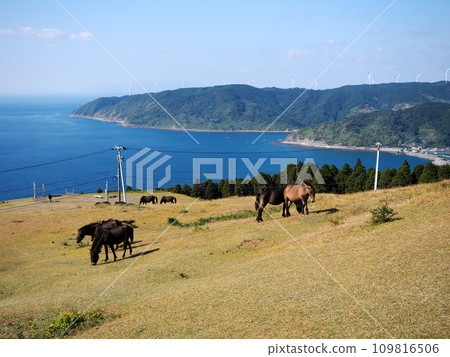 Cape Toi's wild horses 109816506