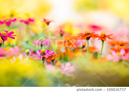 盛開的花朵(百日菊) 盛開的花朵(百日菊) 109816737