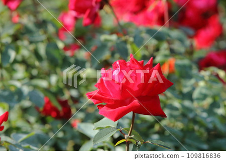 Arao City Ominous Citizen Flower Bed Rose Flower, Arao City Ominous Citizen Flower Bed Rose Flower, 109816836