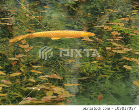 Monet's pond and carp (Nedo Shrine, Seki City, Gifu Prefecture) 71 Monet's pond and carp (Nedo Shrine, Seki City, Gifu Prefecture) 71 109817057