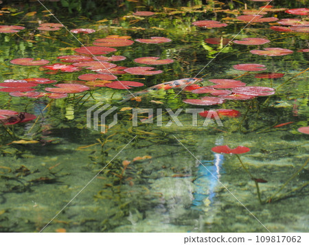 Monet's pond and carp (Nedo Shrine, Seki City, Gifu Prefecture) 69 Monet's pond and carp (Nedo Shrine, Seki City, Gifu Prefecture) 69 109817062