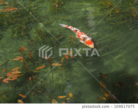 莫內的池塘和鯉魚（岐阜縣關市根戶神社）62 109817075