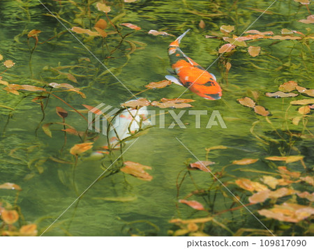 莫內的池塘和鯉魚（岐阜縣關市根戶神社）48 109817090