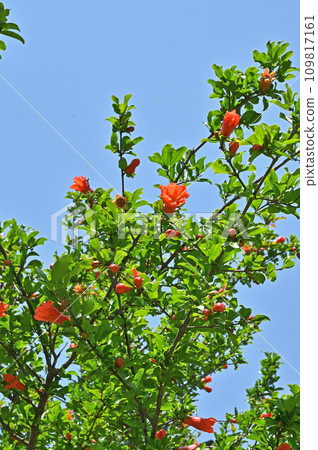Tree: Pomegranate Miso Hapse 109817161