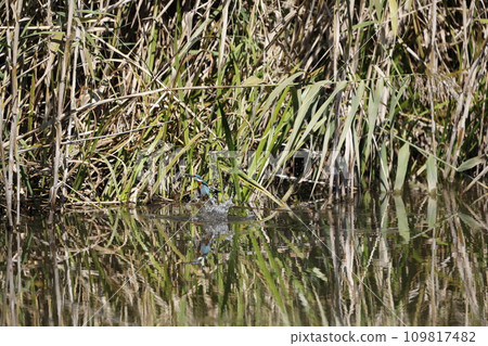 翠鳥潛水成功 翠鳥潛水成功 109817482