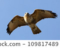 在藍天的肉食飛行 109817489