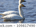 冬季候鳥天鵝 109817490