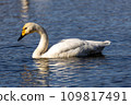 天鵝 109817491