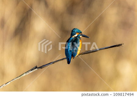 Kingfisher aiming for prey 109817494