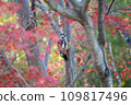 秋天的楓樹和紅啄木鳥 109817496