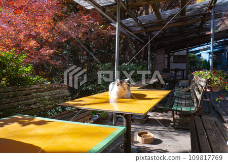 桌子上曬太陽的貓 109817769