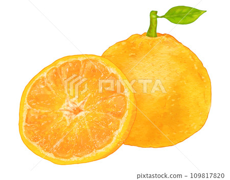 逼真夏季柑橘葉,2 片甜夏 逼真夏季柑橘葉,2 片甜夏 109817820
