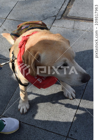 導盲犬 109817963