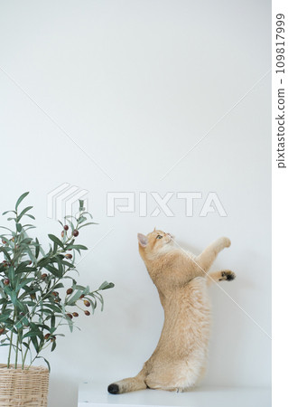 gold british cat kitten stand and play with feeling fun in living room 109817999