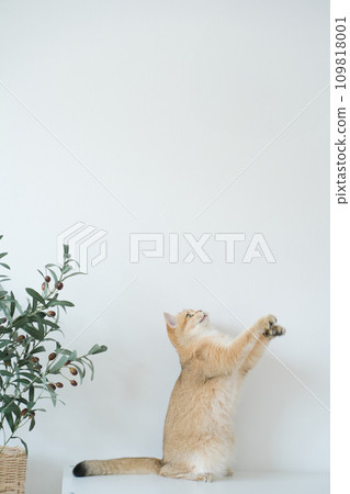 gold british cat kitten stand and play with feeling fun in living room 109818001