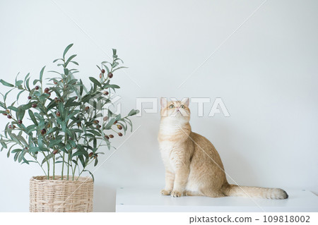 gold british cat kitten stand and play with feeling fun in living room gold british cat kitten stand and play with feeling fun in living room 109818002