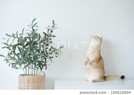 gold british cat kitten stand and play with feeling fun in living room 109818004