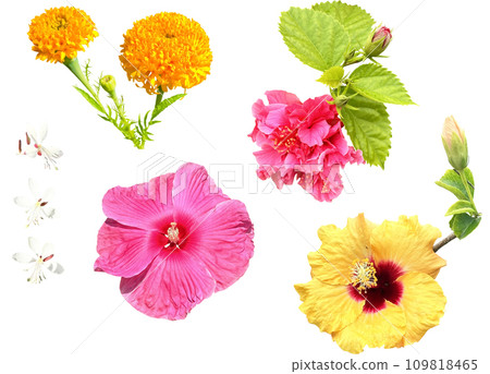 Cutout material set - summer vivid flowers 2 Cutout material set - summer vivid flowers 2 109818465