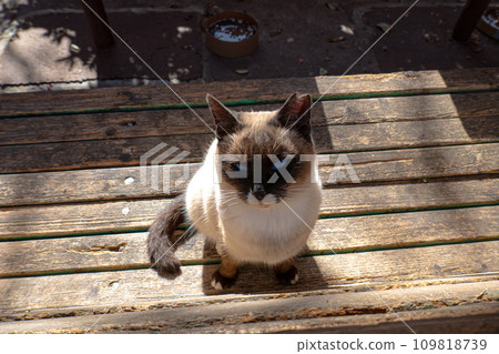 A cat staring at you 109818739