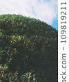Osmanthus taken with a film camera 109819211