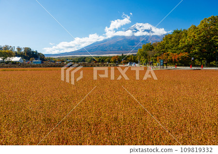 從山梨縣山中湖村花宮湖公園眺望富士山 109819332