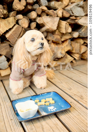 Toy poodle eating at a dog cafe Toy poodle eating at a dog cafe 109819496
