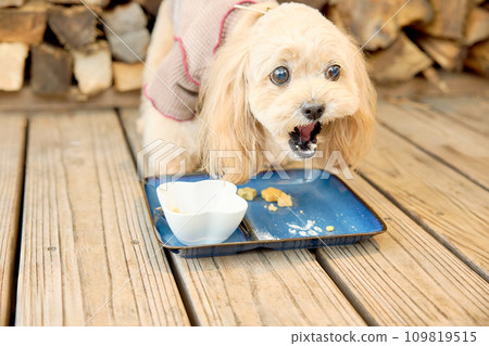 玩具貴賓犬在狗狗咖啡館吃東西 109819515