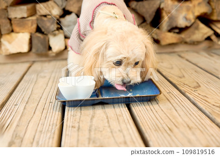Toy poodle eating at a dog cafe Toy poodle eating at a dog cafe 109819516