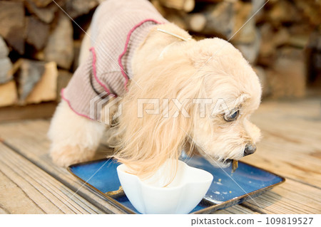 玩具貴賓犬在狗狗咖啡館吃東西 109819527
