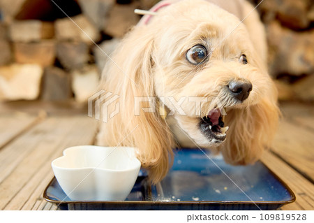 Toy poodle eating at a dog cafe Toy poodle eating at a dog cafe 109819528