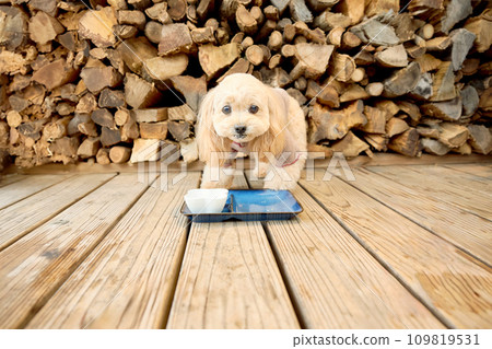 玩具貴賓犬在狗狗咖啡館吃東西 109819531