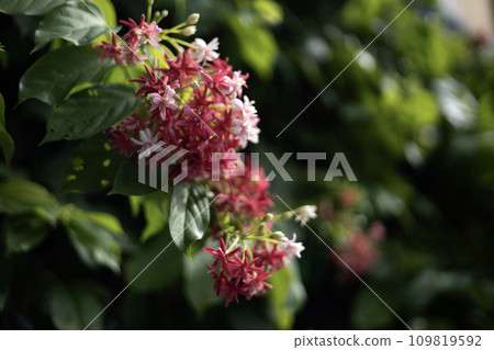Quisqualis Indica flower plant. Chinese Honey Suckle Flowers.  109819592