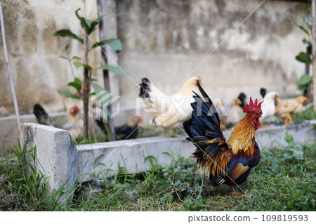 Chickens and rooster on a farm. Rooster and chickens grazing in the chicken farm. Rooster and his hen. Colorful rooster and chickens. Chickens and rooster on a farm. Rooster and chickens grazing in the chicken farm. Rooster and his hen. Colorful rooster and chickens. 109819593