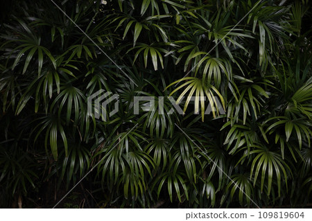 Tropical palm leaves, floral pattern background. A green palm leaf background.  109819604