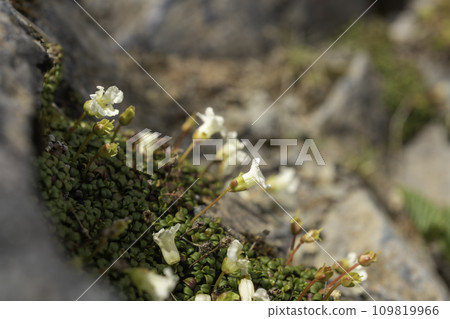  白花 109819966