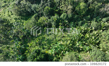 Beautiful palm trees forest landscape 109820172
