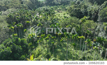 Beautiful palm trees forest landscape 109820183