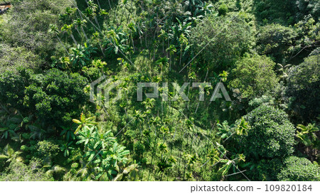 Beautiful palm trees forest landscape Beautiful palm trees forest landscape 109820184