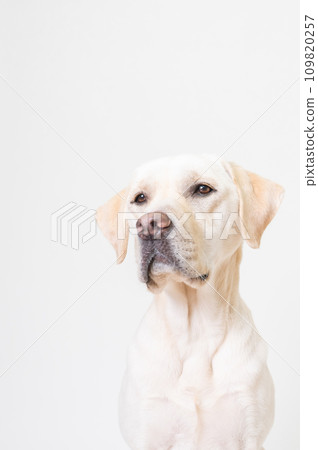 拉布拉多大型犬頑皮狗幼犬幼犬白狗黃色實驗室No10 109820257