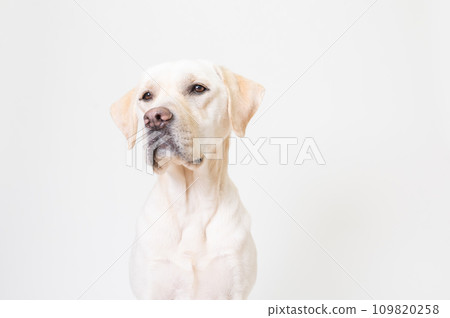 Labrador Large Dog Naughty Dog Puppy Young Dog White Dog Yellow Lab No9 Labrador Large Dog Naughty Dog Puppy Young Dog White Dog Yellow Lab No9 109820258