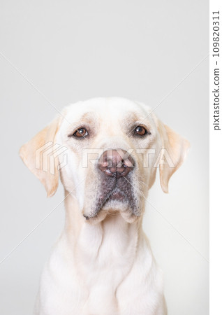 拉布拉多大型犬頑皮狗幼犬幼犬白狗黃色實驗室No16 109820311