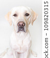 拉布拉多大型犬頑皮狗幼犬幼犬白狗黃色實驗室No13 拉布拉多大型犬頑皮狗幼犬幼犬白狗黃色實驗室No13 109820315