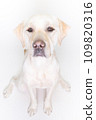 拉布拉多大型犬頑皮狗幼犬幼犬白狗黃色實驗室No12 拉布拉多大型犬頑皮狗幼犬幼犬白狗黃色實驗室No12 109820316