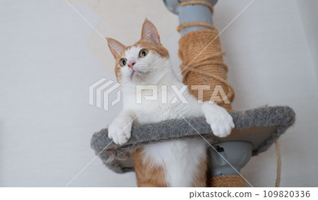 Cat posing in the cat tower: brown, tabby and white Cat posing in the cat tower: brown, tabby and white 109820336