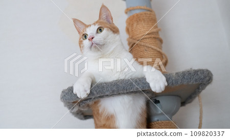 Cat posing in the cat tower: brown, tabby and white Cat posing in the cat tower: brown, tabby and white 109820337