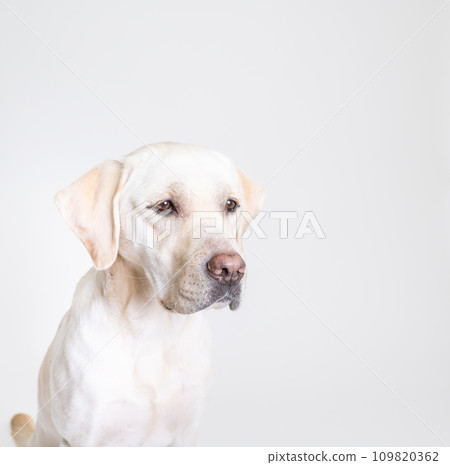Labrador Large dog Naughty dog Puppy Young dog White dog Yellow Lab No28 Labrador Large dog Naughty dog Puppy Young dog White dog Yellow Lab No28 109820362