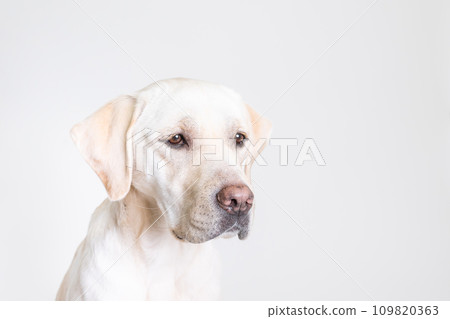 拉布拉多大型犬頑皮狗幼犬幼犬白狗黃色實驗室 No27 拉布拉多大型犬頑皮狗幼犬幼犬白狗黃色實驗室 No27 109820363