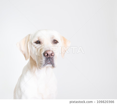 拉布拉多大型犬頑皮狗幼犬幼犬白狗黃色實驗室 No24 109820366