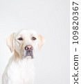 拉布拉多大型犬頑皮狗幼犬幼犬白狗黃色實驗室 No23 拉布拉多大型犬頑皮狗幼犬幼犬白狗黃色實驗室 No23 109820367